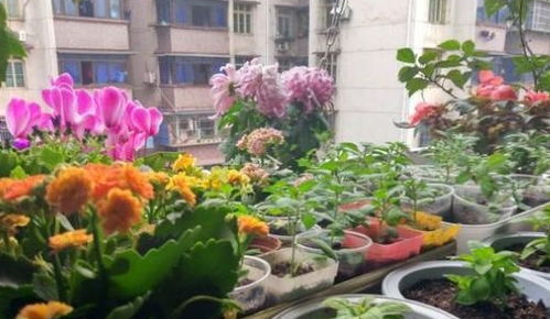 养花浇水是 功夫 ,记住1个 原则 ,永远浇不死,越长越旺