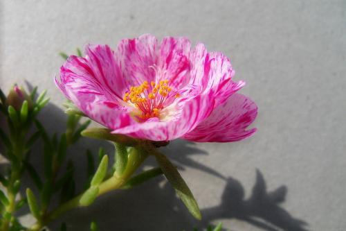 热不死的花卉,越晒生长越好,非常适合夏季养护
