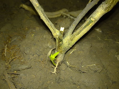 还生植物出新芽