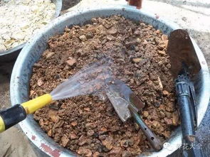 出门遛个弯,一年的养花材料捡齐了