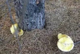 不要再花钱买土了,3招教你自制肥沃营养土