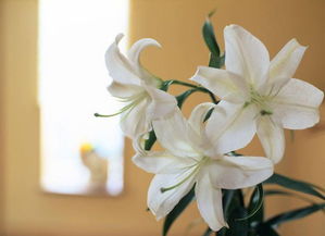 盆栽百合花谢了要需要剪枝吗