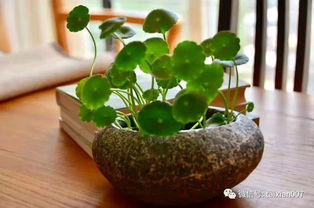捡一块石头做成盆器,养花种草