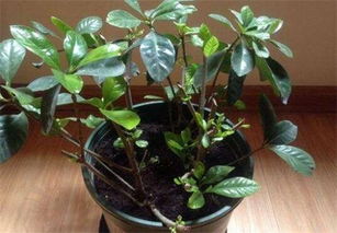 怎么养好栀子花,6个要点手把手教你如何养殖栀子花