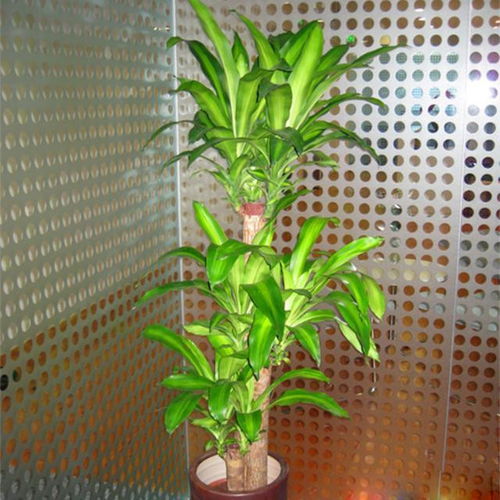 阳台上摆这7种植物,漂亮大气还旺宅旺财运