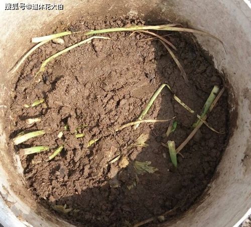 按照 大锅炖 大杂烩 的做法制作营养土,养花不会缺肥