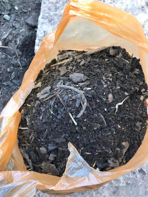花盆里生虫子 一把 灰 就能解决,杀虫又防病