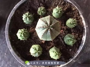 多肉的土怎么自己配制