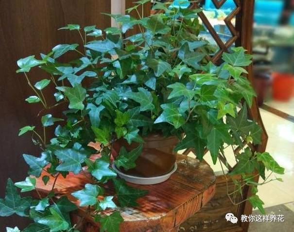 养花挑地方