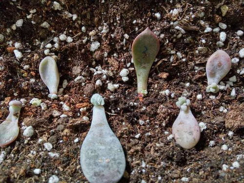 这几种花土再便宜也不要,根本没养分,养什么花都不旺