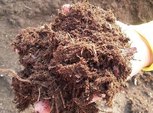作为养多肉新手,18种介质特性要知道,不然难养好多肉植物