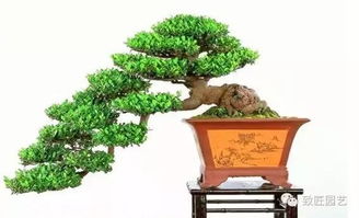 翠米茶盆景作品