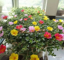 把太阳花养成老桩,从夏到秋花开不断