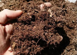 盆里掺点它,花呼呼长猛窜个,20年不用施肥了