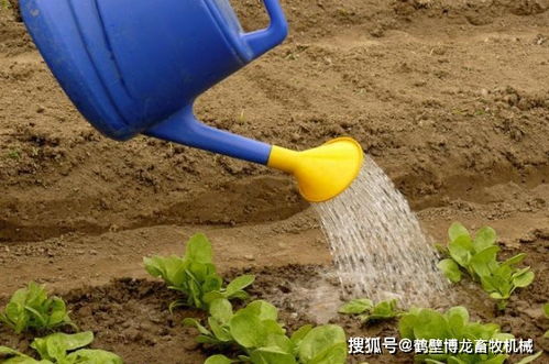 浇花的步骤有哪些