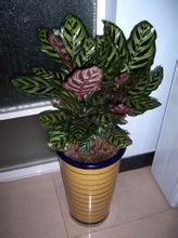 孔雀竹芋 可以水养么