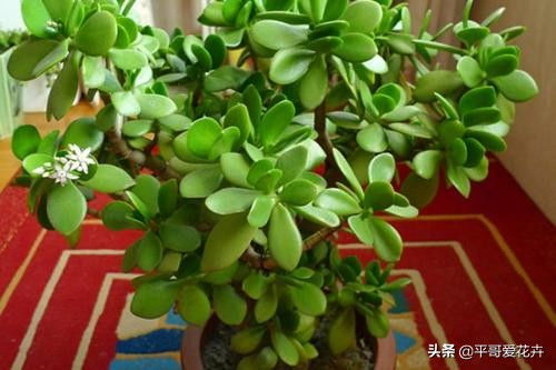 家里有这 4种花 ,安全过冬有技巧,越勤快越容易死,快看看吧