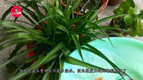 怎么判断花盆里土该浇水