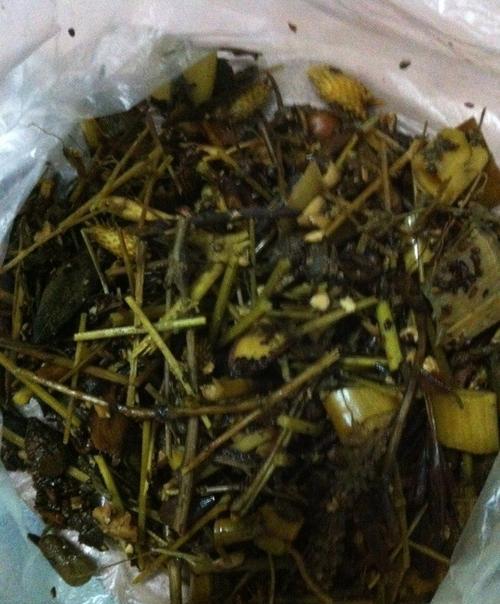 熬中药剩下的药渣,养花有奇效,倒掉太可惜了