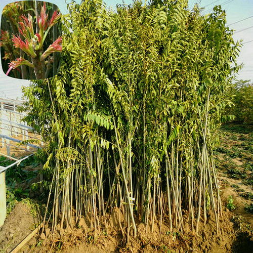 【红油香椿苗优缺点对比红油香椿苗培育基地】- 黄页88网
