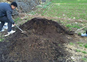 养牛场一大难题 牛粪怎么处理 给你支招