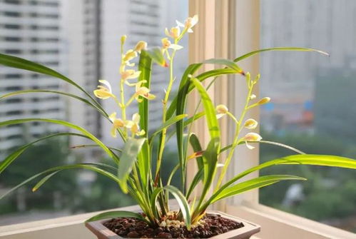 兰花总养不好,土壤没用对,3种 免费土 ,助你一臂之力