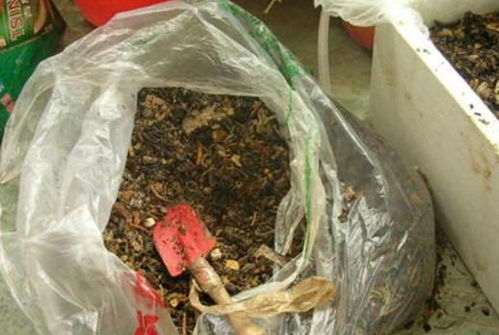 自己做的有机肥料长蛆了怎么办