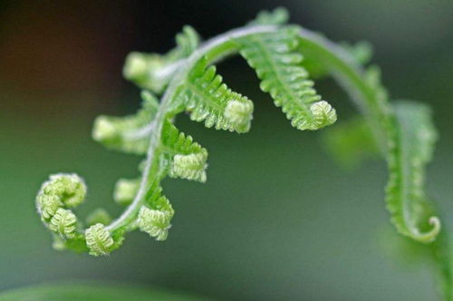 大多数园林植物的土壤ph