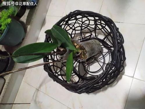 4种花好看,但是公认 难养 ,老手怕养,新手别轻易入坑 花友