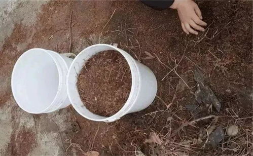 椰砖适合种哪些植物