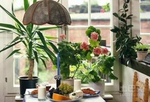 室内花卉种植步骤