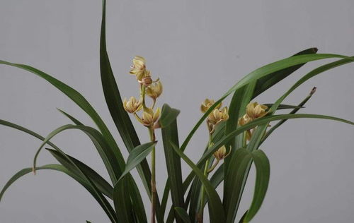 兰花不好养,给它喂点这个,根肥叶茂花开不断