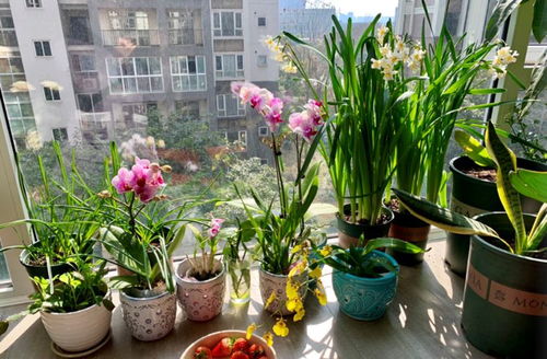 春季养花3种 药 ,随时准备着,养花遇到问题,随拿随用