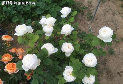 月季花也有好坏 如何挑选好的月季 养好月季花,苗子要选对
