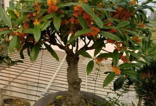 木犀科 桂花树怎么养 盆栽桂花的养殖方法和注意事项有哪些 怎么养才长得好