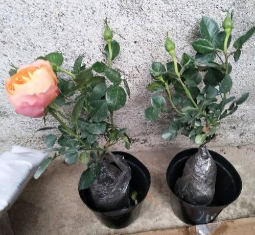 网购月季花,认清这几点,新手也能买到 真品