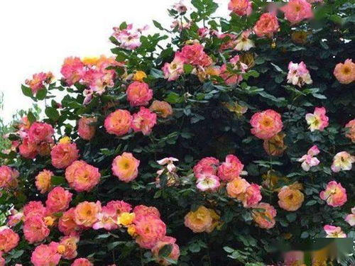 一花多色,四季开不停的藤本植物,漂亮似彩虹