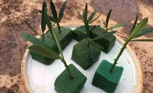 花泥养花的作用,扦插时需要注意的事项