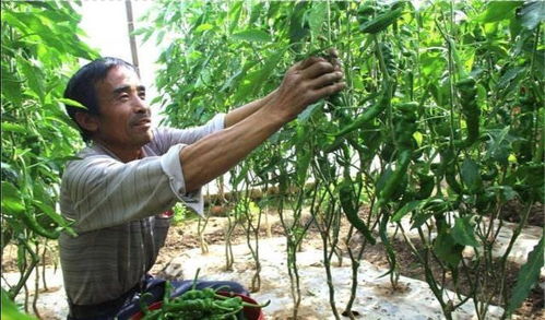 辣椒病虫害,如何采用生物 化学防治 降低农药的残留才是关键