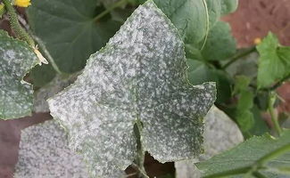 阳台种菜最常见的六种病虫害解决方法