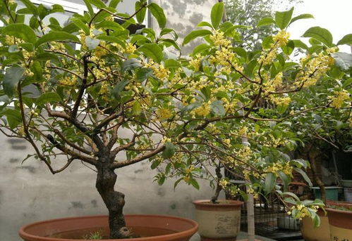 春天养桂花,3个重点要牢记,剪枝换盆,今年猛开花