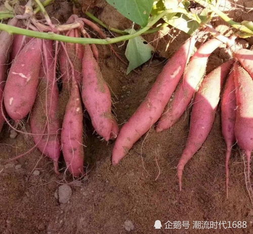 草木灰保存红薯的方法,简单且保存时间长