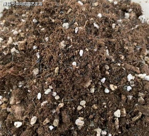 买花土要认准商家,不要贪图便宜,花土价格低,可能是假的