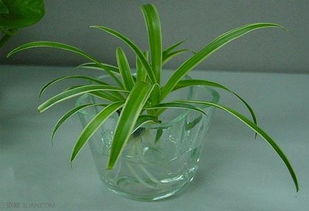 水培植物营养液的4种正确使用方式