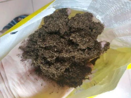 多肉容易烂根,土里有病菌,商家售卖二次用土,根本无法分辨