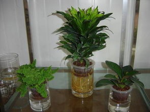 水培植物营养液的4种正确使用方式