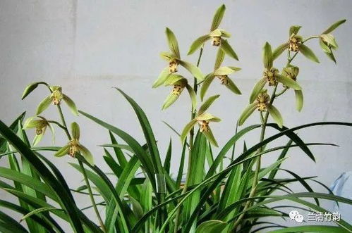 兰花怎么养 兰花如何脱菌