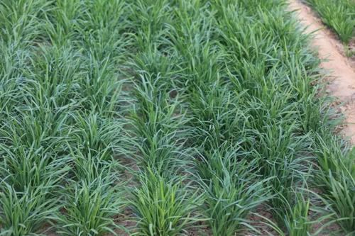 种植韭菜施什么肥料可以长得黑亮又粗壮 北方农民这样做
