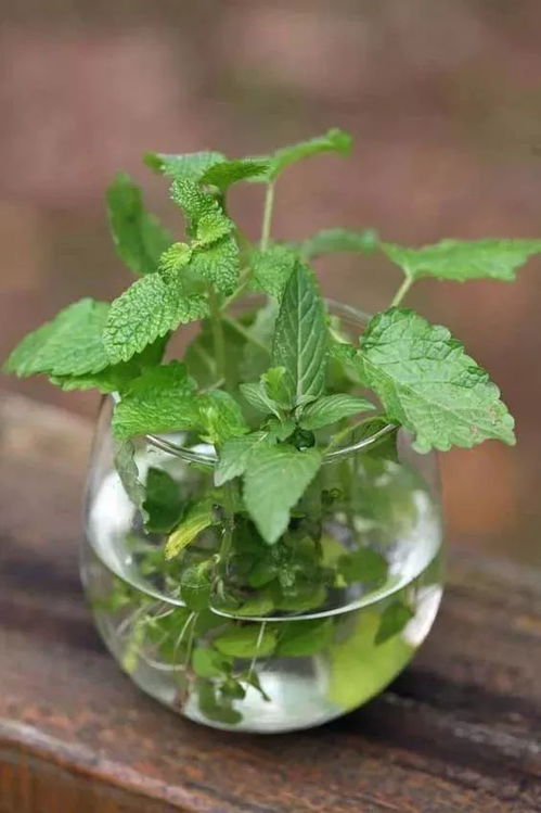 15种 夏天最受欢迎的植物