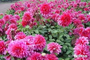 48种宿根花卉,你认识几种